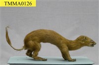 黃鼠狼藏品圖，第8張